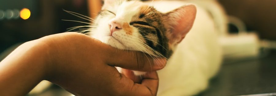 Emotionen und Traumen auflösen - Katzen