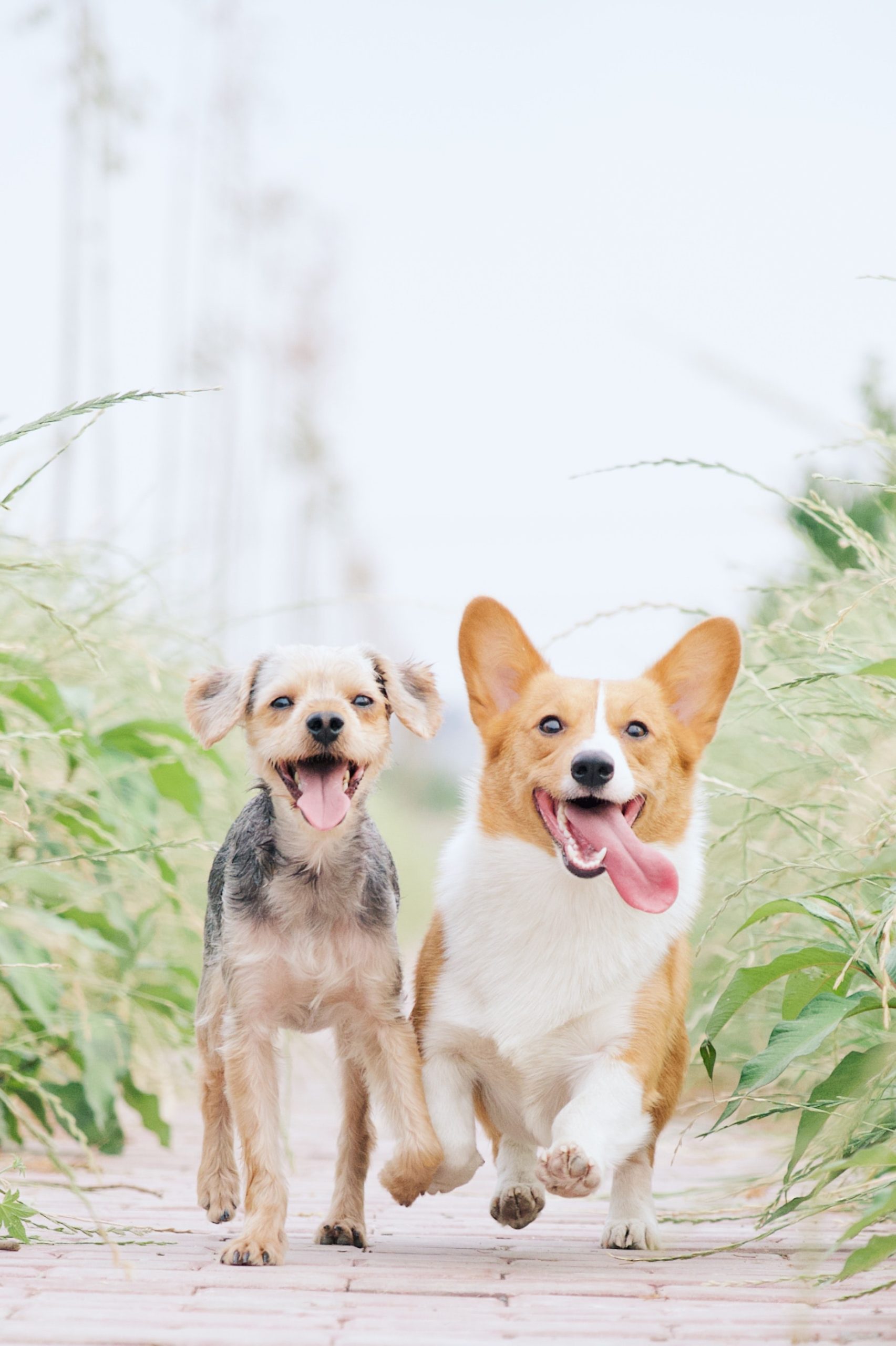 Happy Dogs - Allergien auflösen